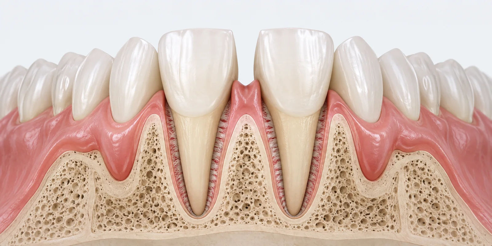 Vista anatómica de dientes, raíces y encía con diastema